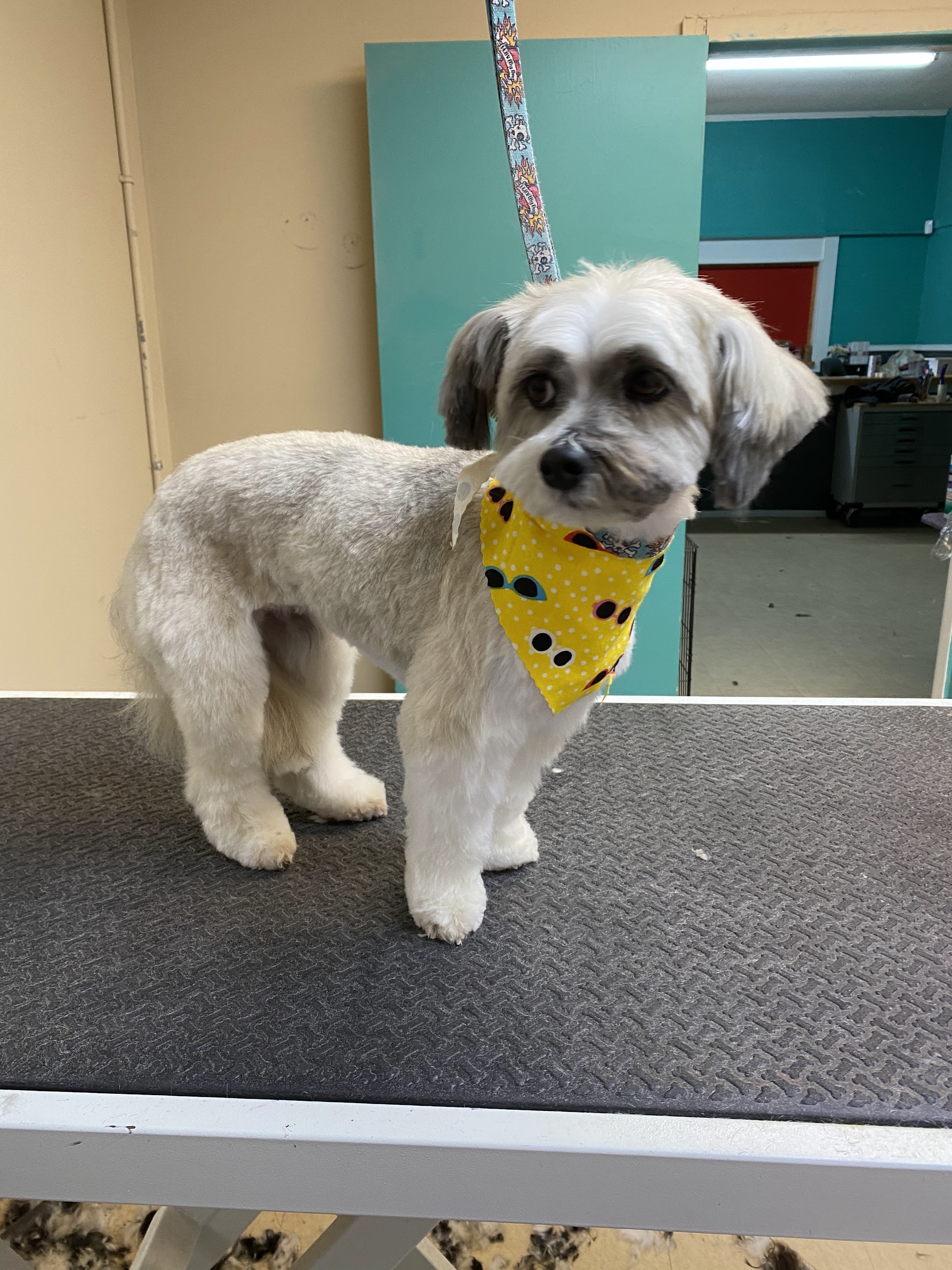 A groomed shih tzu mix wearing a yellow bandana