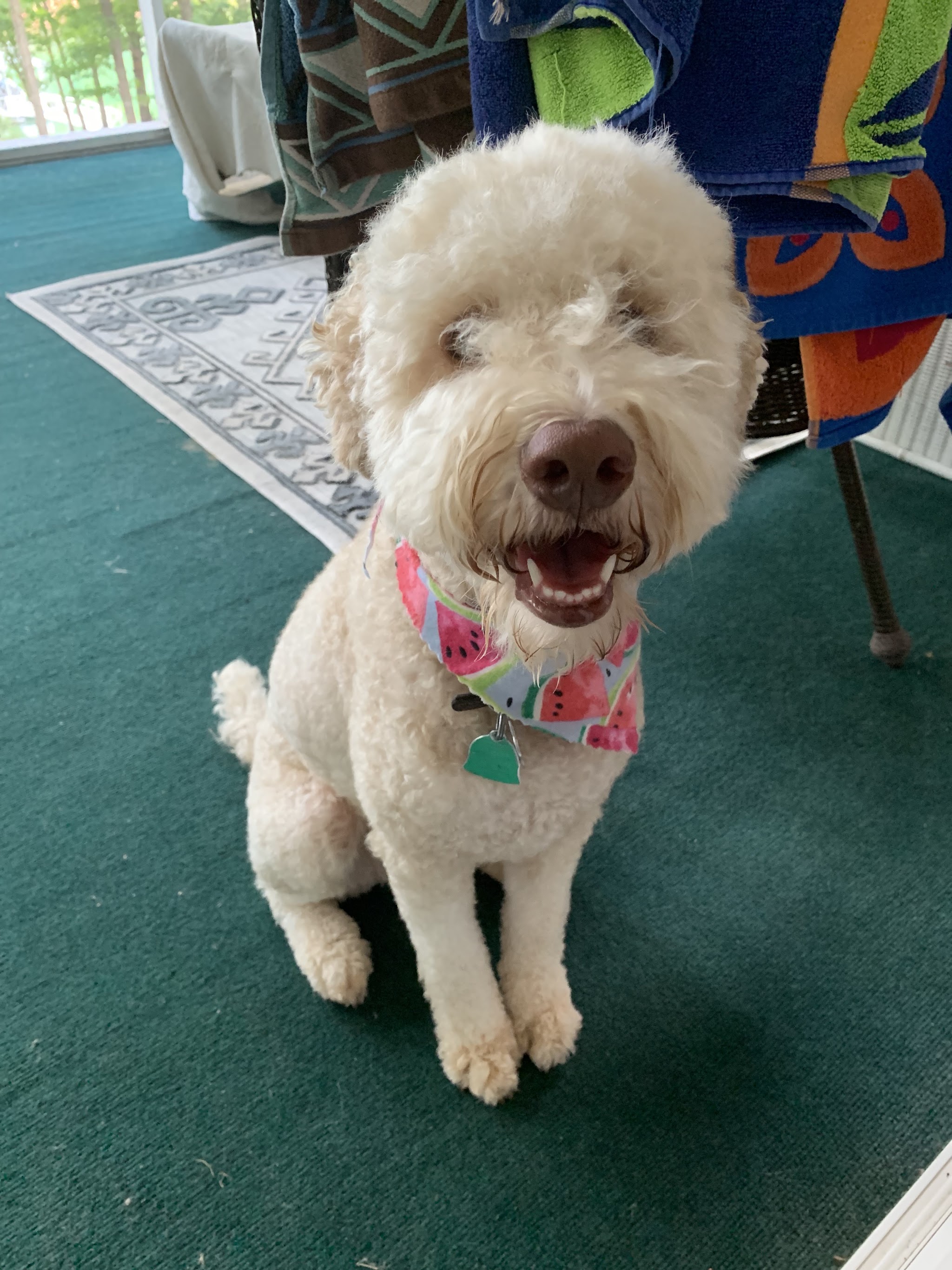 Groomed dog number 10