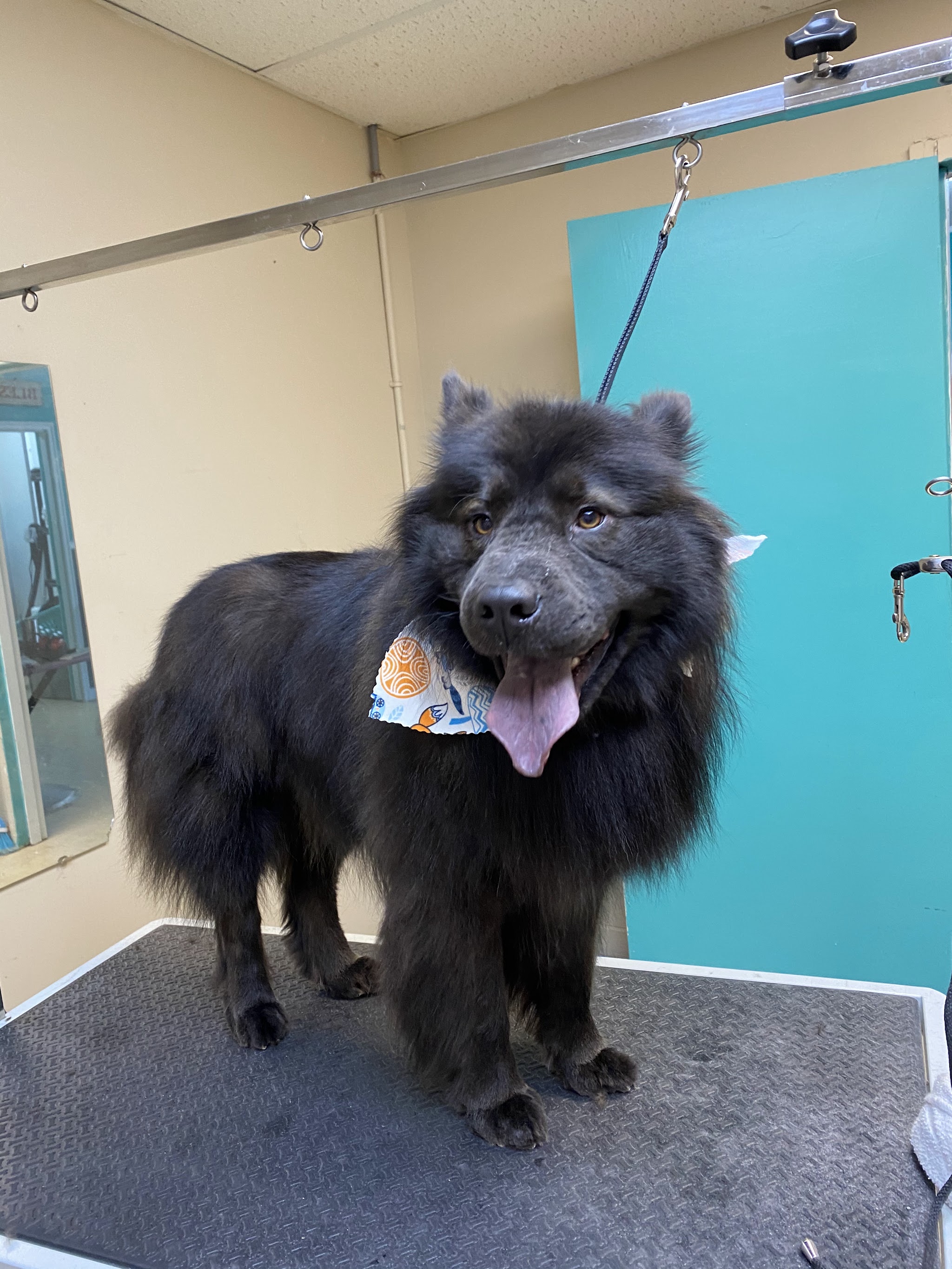 Groomed dog number 2