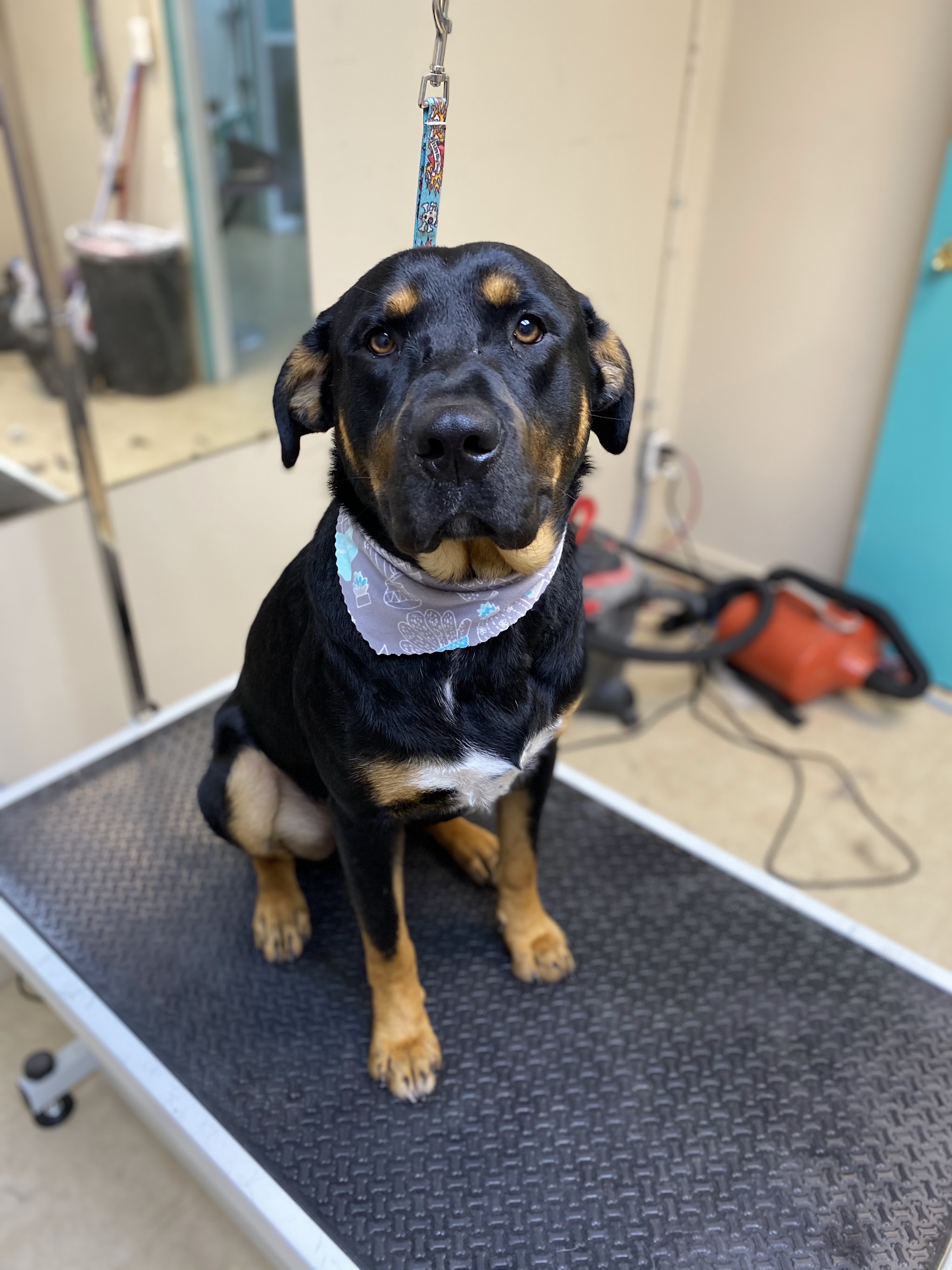 A rottweiler mix sitting up neatly after grooming