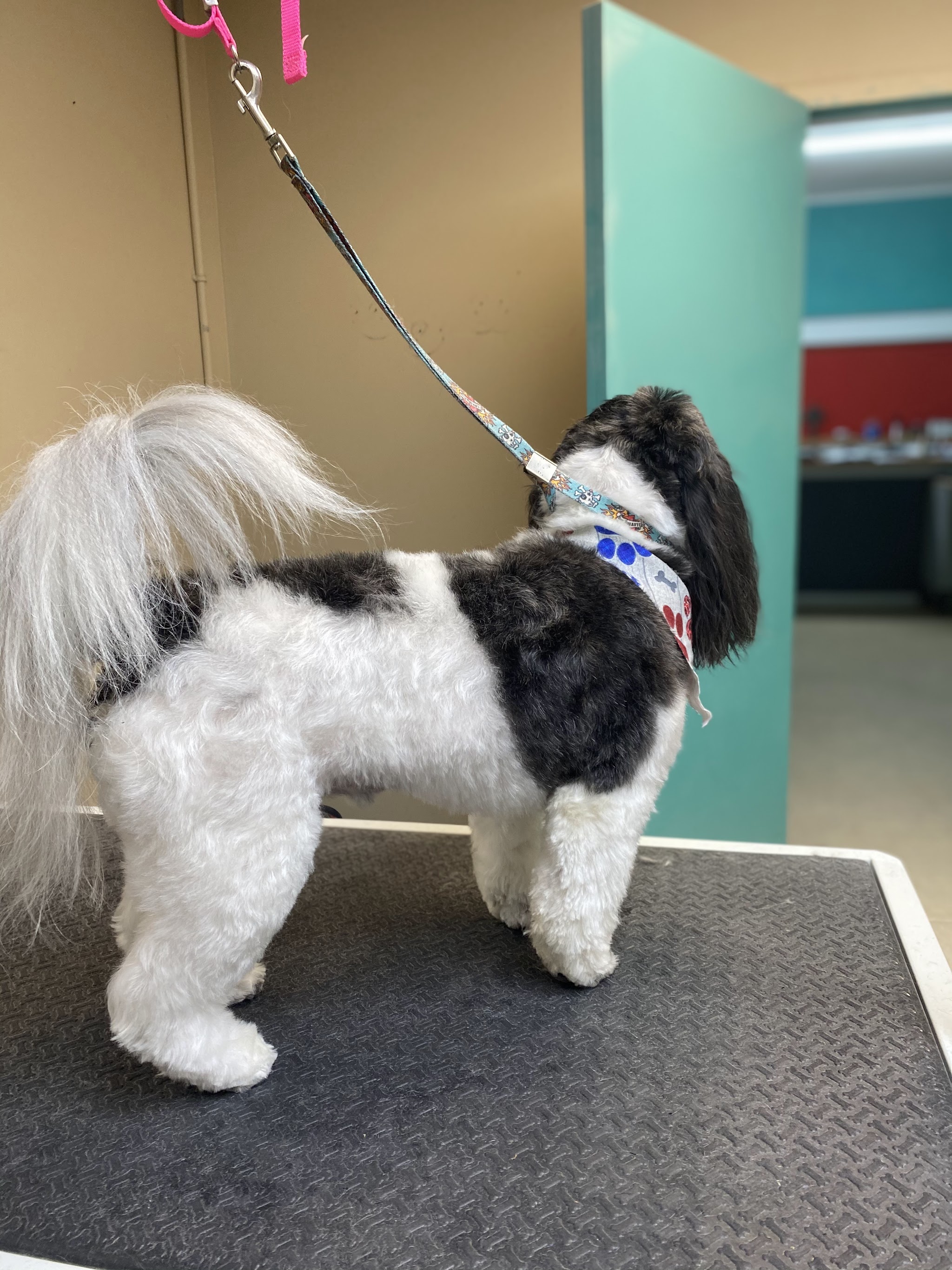 Groomed dog number 4