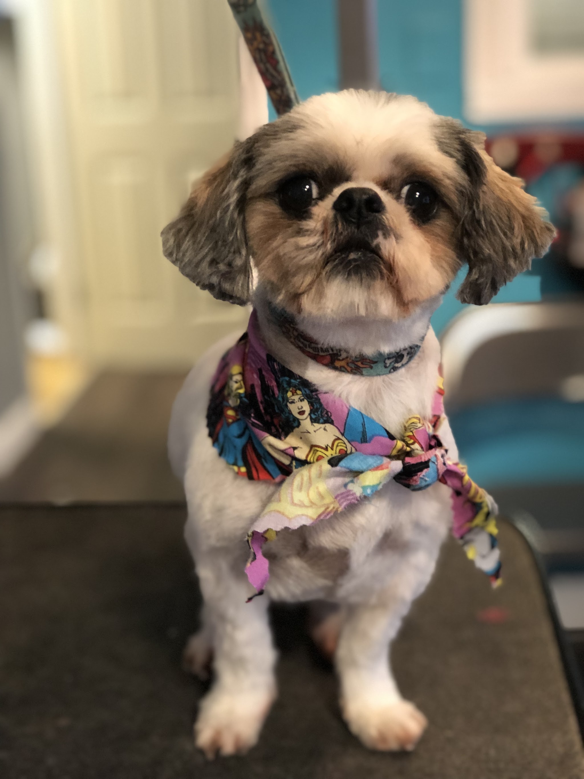 Groomed dog number 6