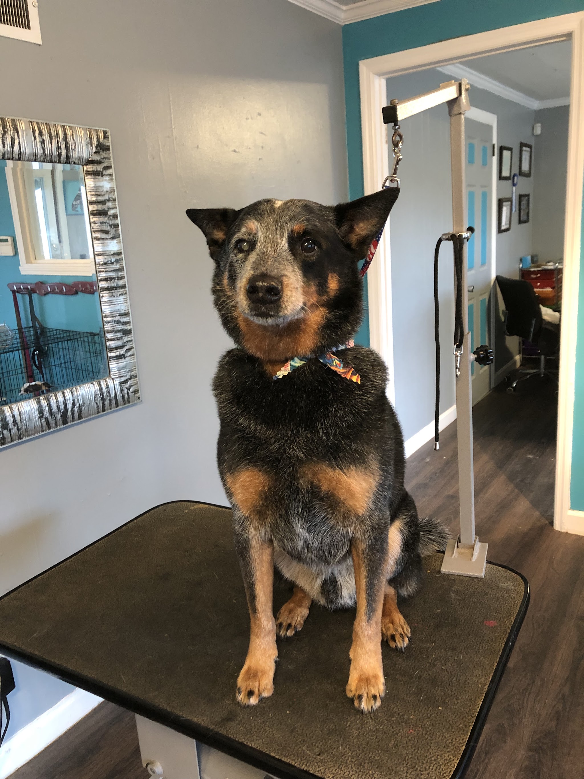Groomed dog number 8